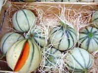 Die Melonen von Cavaillon
